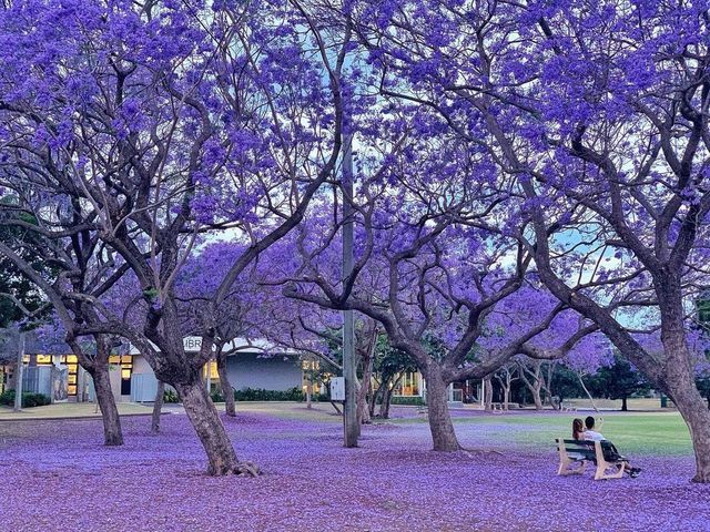 Brisbane.jacaranda