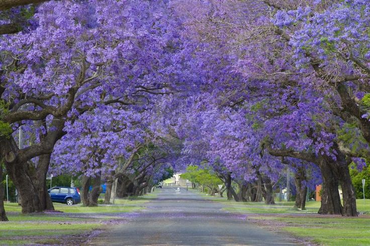 Grafton, Nsw Australia
