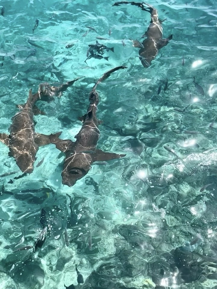 cá heo Maldives 